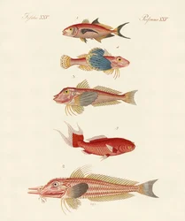 Peces rojos