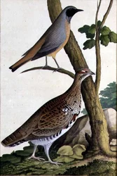 Colirrojo real (Phoenicurus phoenicurus) y gallina de avellano, h.1740