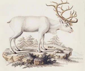 Reno (Cervus tarandus), de Mamíferos ilustrados de la Naturaleza con descripciones, por Johann Christian Daniel von Schreber (1739-1810), grabado por I Nufsbiegel, volumen 5, tabla 248-C, Alemania