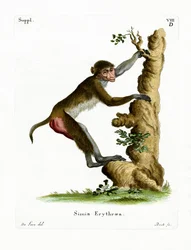 Macaco Rhesus