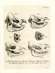 Cráneos de rinoceronte