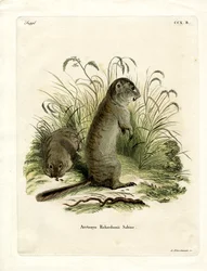 Ardilla de Richardson
