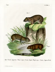 Cavy de Roca