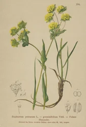 Hierba de liebre de roca (Bupleurum petraeum, Bupleurum graminifolium)