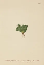 Jazmín de roca (Androsace imbricata, Aretia imbricata)