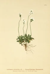 Jazmín de roca (Androsace obtusifolia)