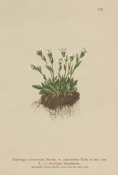 Saxífraga de roca (Saxifraga controversa, Saxifraga adscendens)