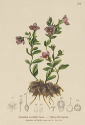 Verónica de roca (Veronica saxatilis)