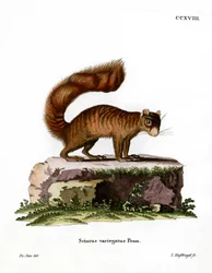 Ardilla de Roca
