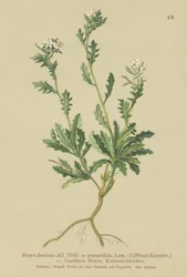 Berro dentado (Braya dentata, Braya pinnatifida, Murbeckiella pinnatifida, Arabette pennatifide, Erba Cornacchia pennatifida)