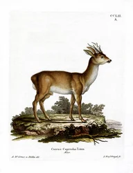 Corzo