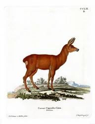 Corzo