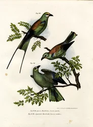 Carraca, 1864