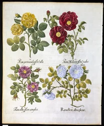 Rosas, lámina 96 de Hortus Eystettensis por Basil Besler (1561-1629) publicado en 1613