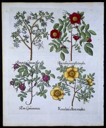 Rosas, lámina 98 de Hortus Eystettensis por Basil Besler (1561-1629) publicado en 1613