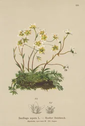 Saxífraga áspera (Saxifraga aspera)