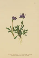 Rampion de cabeza redonda (Phyteuma pauciflorum, Rapunculus pauciflorus, Phyteuma globulariifolium)