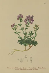 Thlaspi de hojas redondas (Thlaspi rotundifolium, Noccaea rotundifolia, Thlaspi cepaeifolium subsp. rotundifolium)