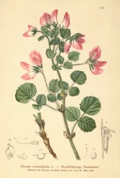 Restharrow de hojas redondas