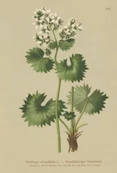 Saxífraga de hojas redondeadas (Saxifraga rotundifolia)