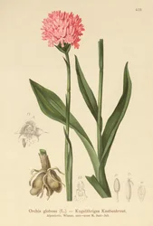 Orquídea de Cabeza Redonda (Orchis globosa, Traunsteinera globosa)