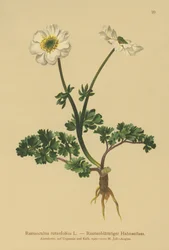 Ranúnculo de hojas de ruda (Ranunculus rutaefolius)