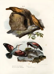 Hornero rufo, 1864