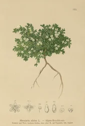 Herniaria alpina (Herniaria alpina, Herniaria ciliolata)