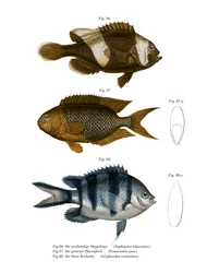 Pez Anémona de Silla