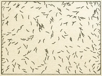 Muestra de bacterias en agua de grifo c.1890