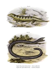 Eslizón de arena