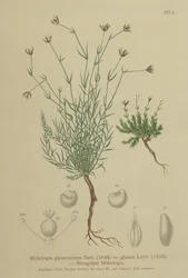 Sandwort