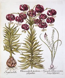 Lirio Escarlata de Capuchón Turco y Scilla Autumnalis, de Hortus Eystettensis, por Basil Besler, pub. 1613