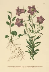 Campanilla de Scheuchzer (Campanula Scheuzeri)