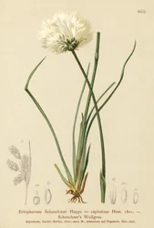 Algodoncillo de Scheuchzer (Eriophorum Scheuchzeri, Eriophorum capitatum)