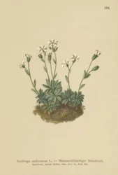 Saxífraga de pedregal (Saxifraga androsacea)