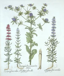 Acebo marino y tres tipos de hisopo, de Hortus Eystettensis, por Basil Besler, pub. 1613