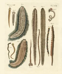 Gusanos marinos