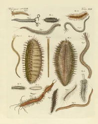 Gusanos marinos