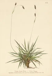Juncia (Carex firma)