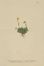 Saxífraga de Seguieri (Saxifraga Seguieri)