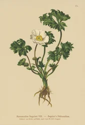Ranúnculo de Seguiers (Ranunculus Seguieri)