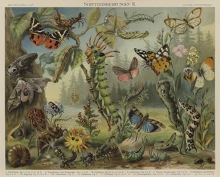 Mecanismos de autodefensa en insectos