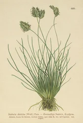 Sesleria (Sesleria disticha, Oreochloa disticha)