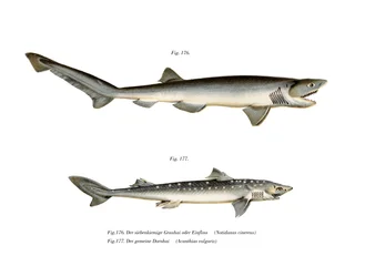 Tiburón de siete branquias de nariz afilada