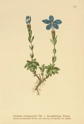 Genciana de hojas cortas (Gentiana brachyphylla)