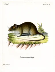 Rata bandicut de cola corta