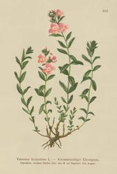 Verónica arbustiva (Veronica fruticulosa, Veronica frutescens)