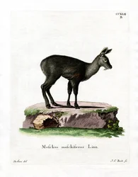 Ciervo Almizclero Siberiano
