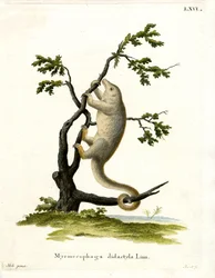 Oso Hormiguero Sedoso
